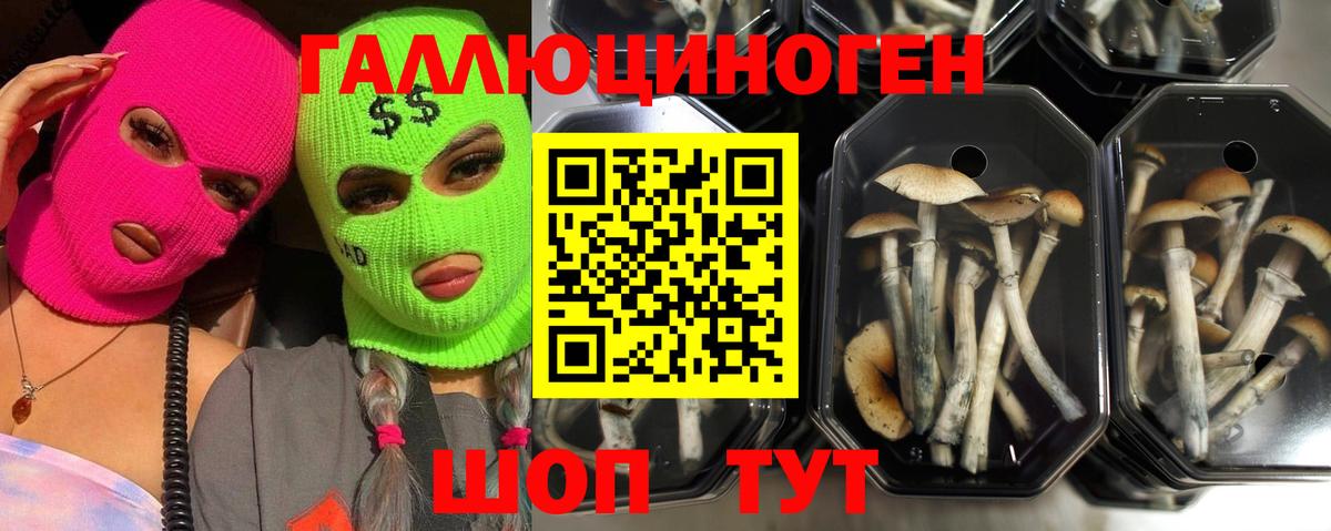 Галлюциногенные грибы прущие грибы  Вход с VPN  продажа наркотиков  Краснознаменск  Псилоцибиновые грибы GOLDEN TEACHER 